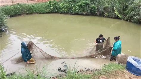 魚塘養魚